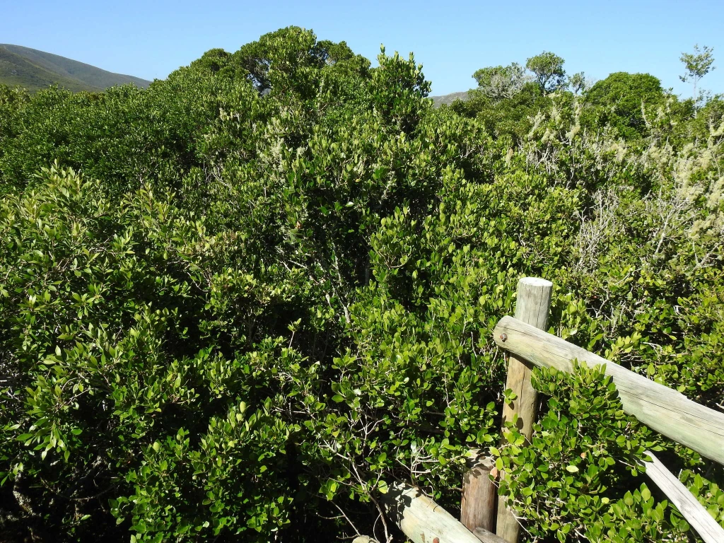 Reforestation in South Africa reforestation project
