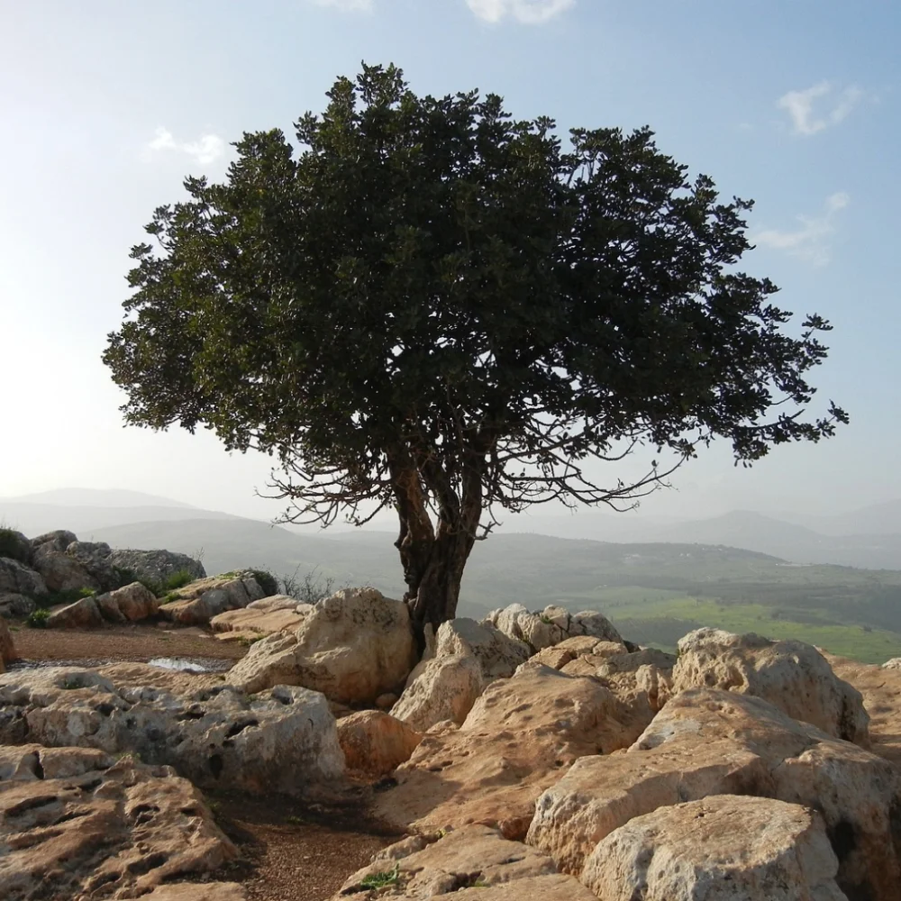 Trees in Israel — tree planting in Israel