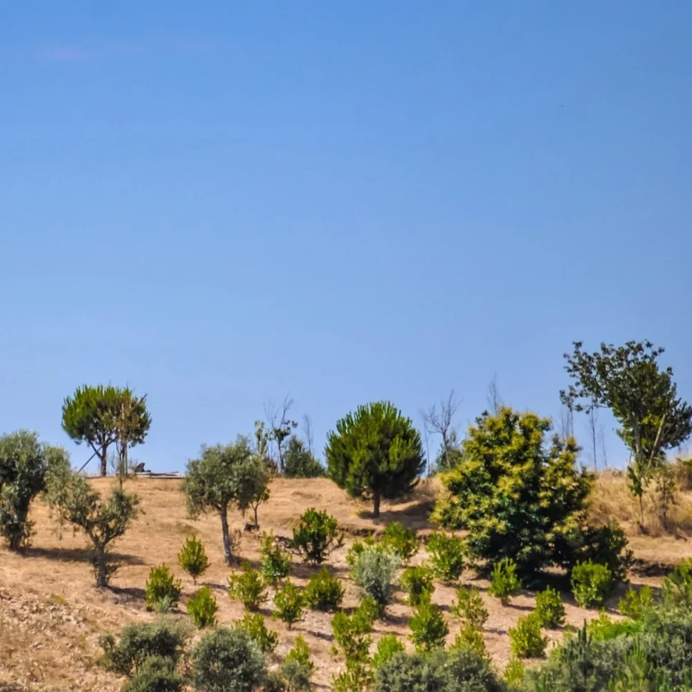 Trees in Portugal  — tree planting in Portugal