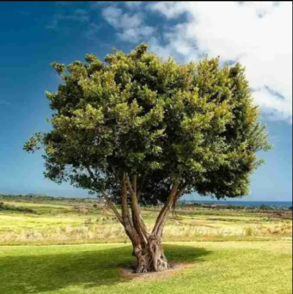 Tree Offer From Evertreen — tree planting in Madagascar