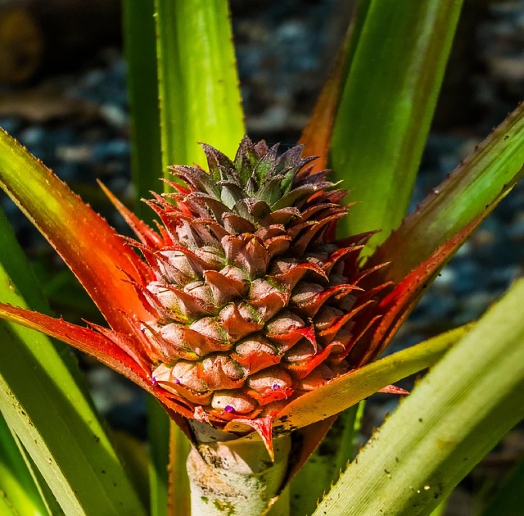 Restoration in Brazil — tree planting in Brazil