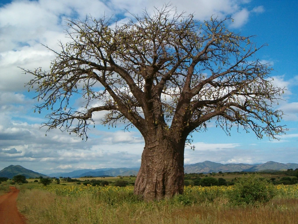 Restoration in Zimbawe — tree planting in Zimbabwe