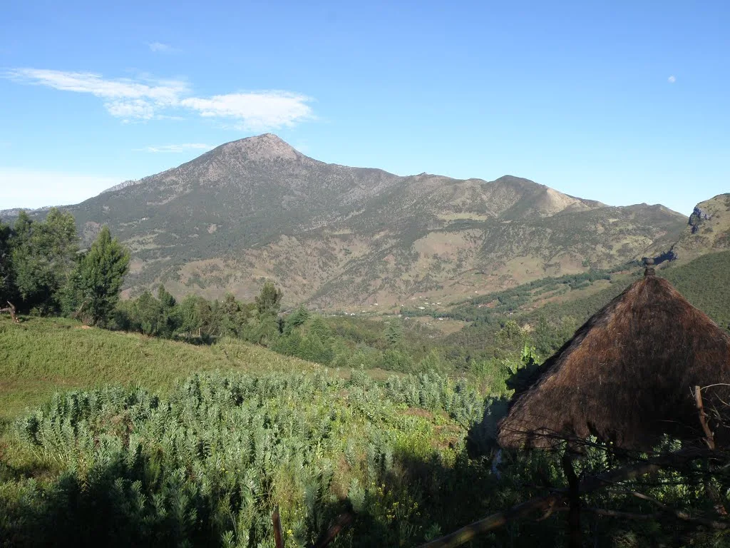 Trees in Timor-Leste — WithOneSeed — tree planting in Timor-Leste