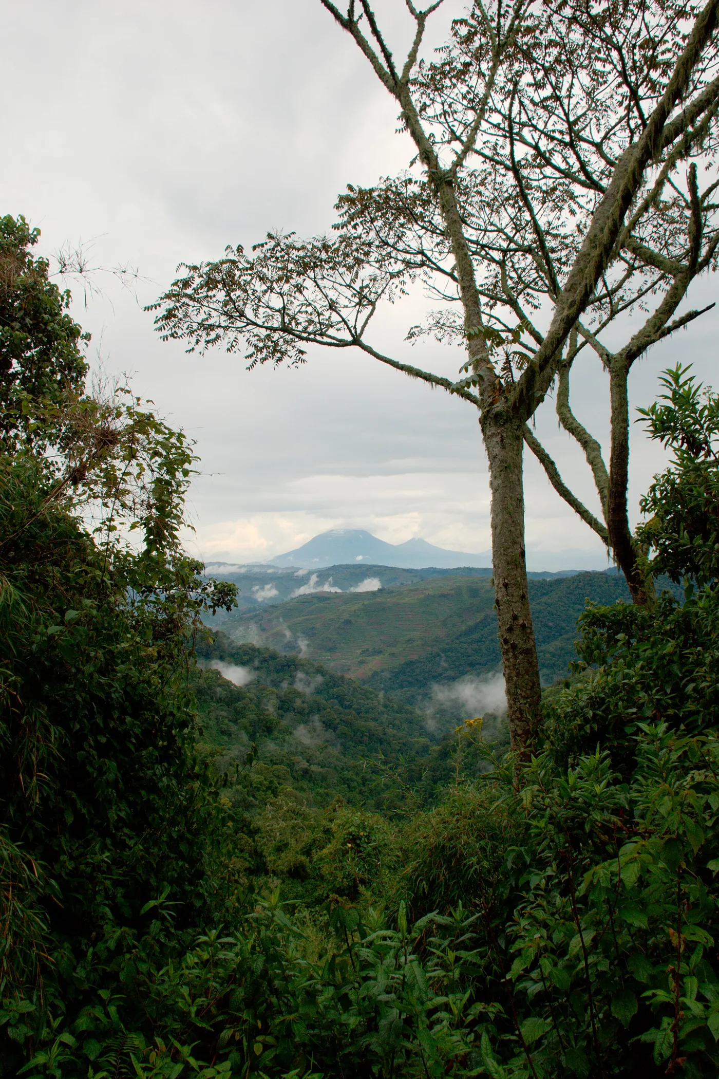 Trees in DR Congo — EcoMakala — tree planting in Democratic Republic of the Congo