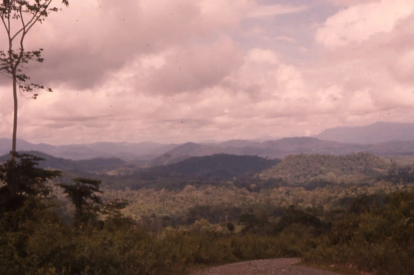Trees in Nicaragua — NicaForest — tree planting in Nicaragua