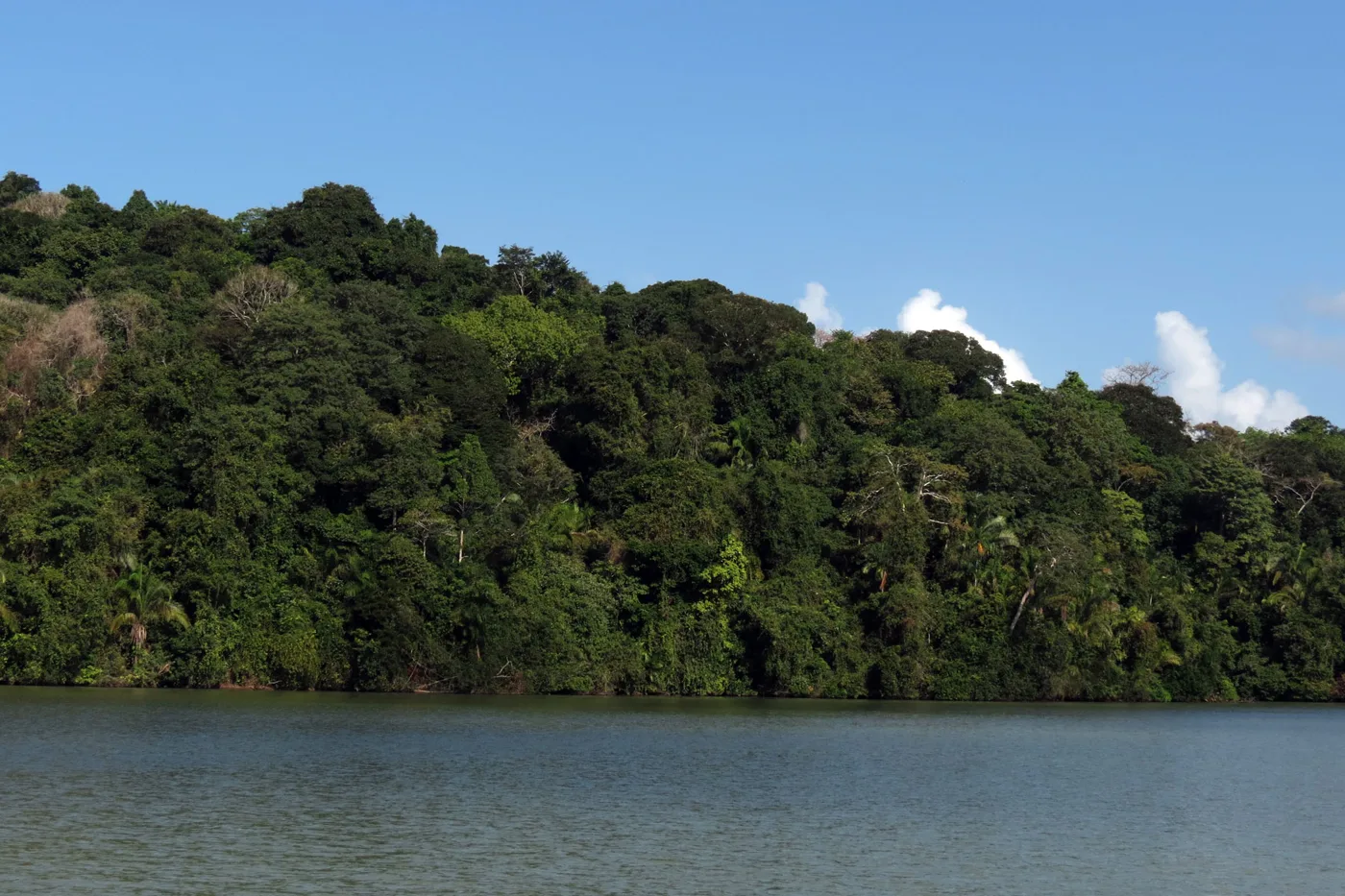 Trees in Panama — Biodiverse Forests — tree planting in Panama