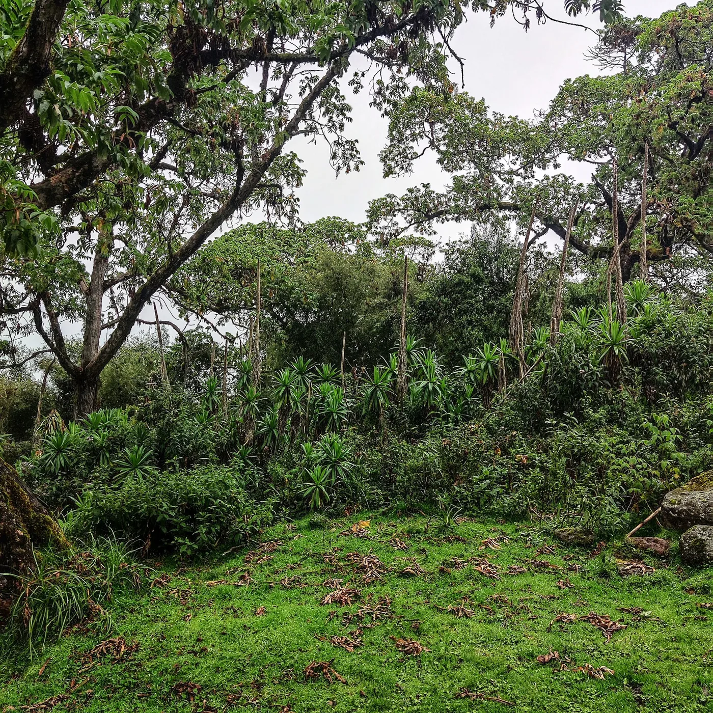 Trees in Kenya — TIST — tree planting in Kenya