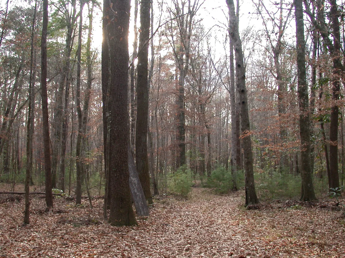 Trees in the USA — Chestnut Carbon — tree planting in United States of America