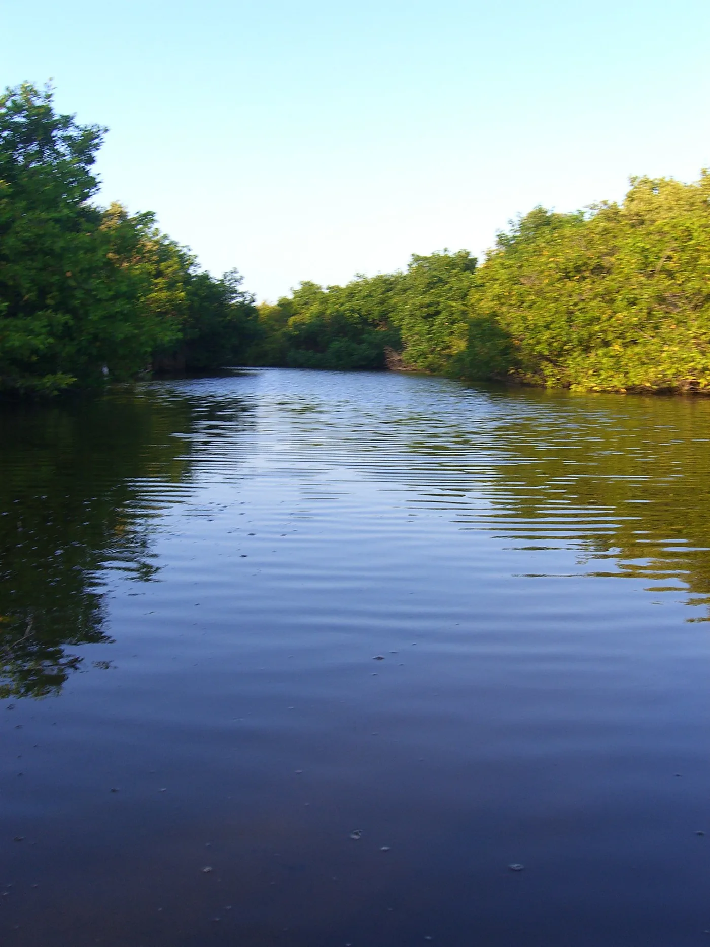 Mangroves in Colombia — Vida Manglar — tree planting in Colombia