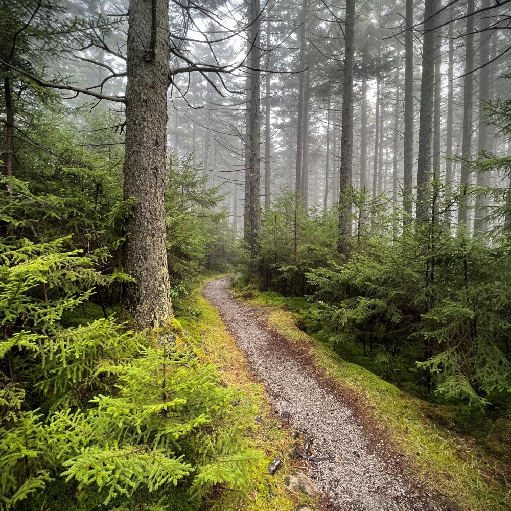 Trees in West Virginia — tree planting in United States of America