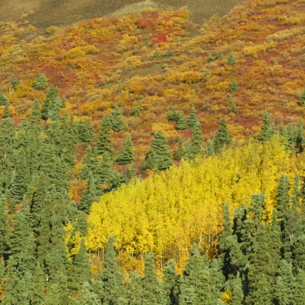 Trees in Quebec — tree planting in Canada