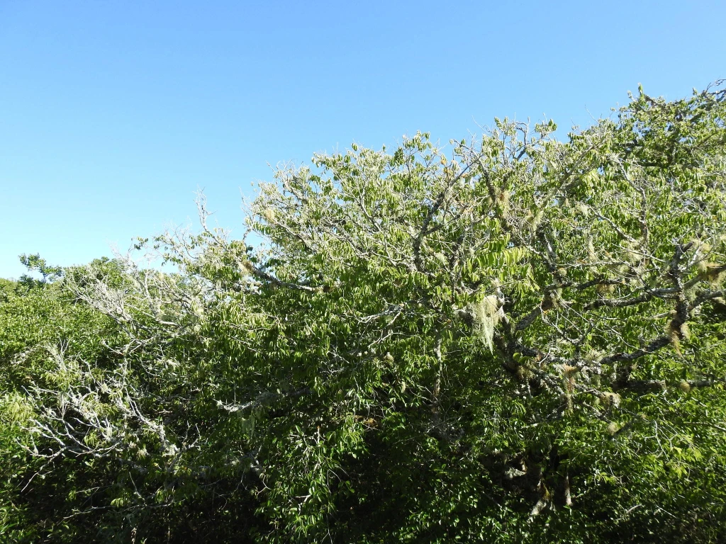 Trees in South Africa — tree planting in South Africa
