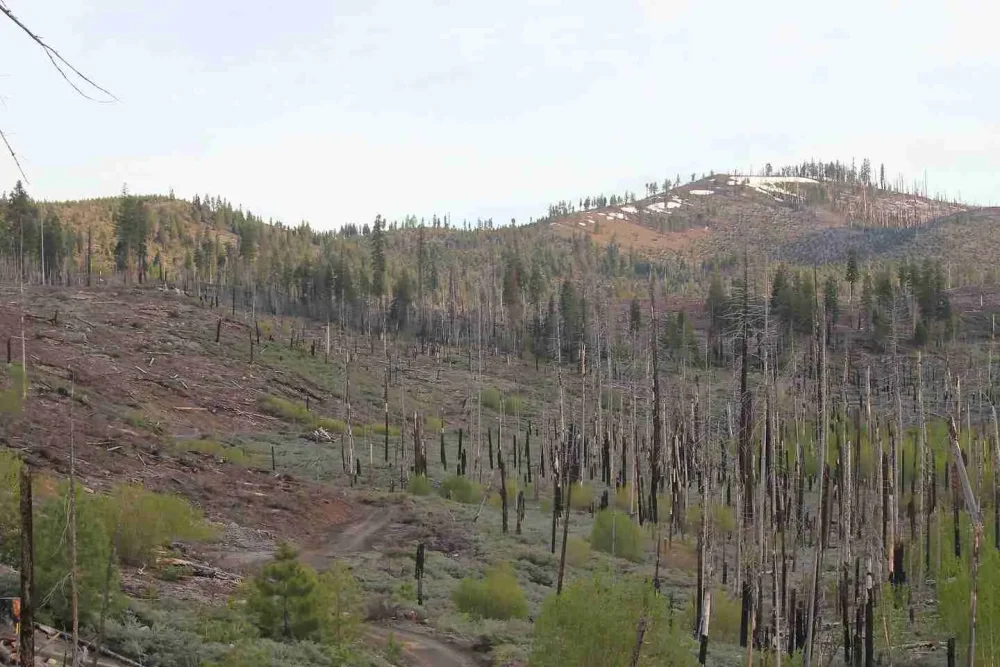 Trees in USA California  planting site in United States of America