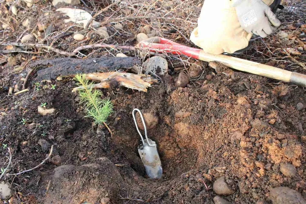 Tree planting with local farmers in United States of America