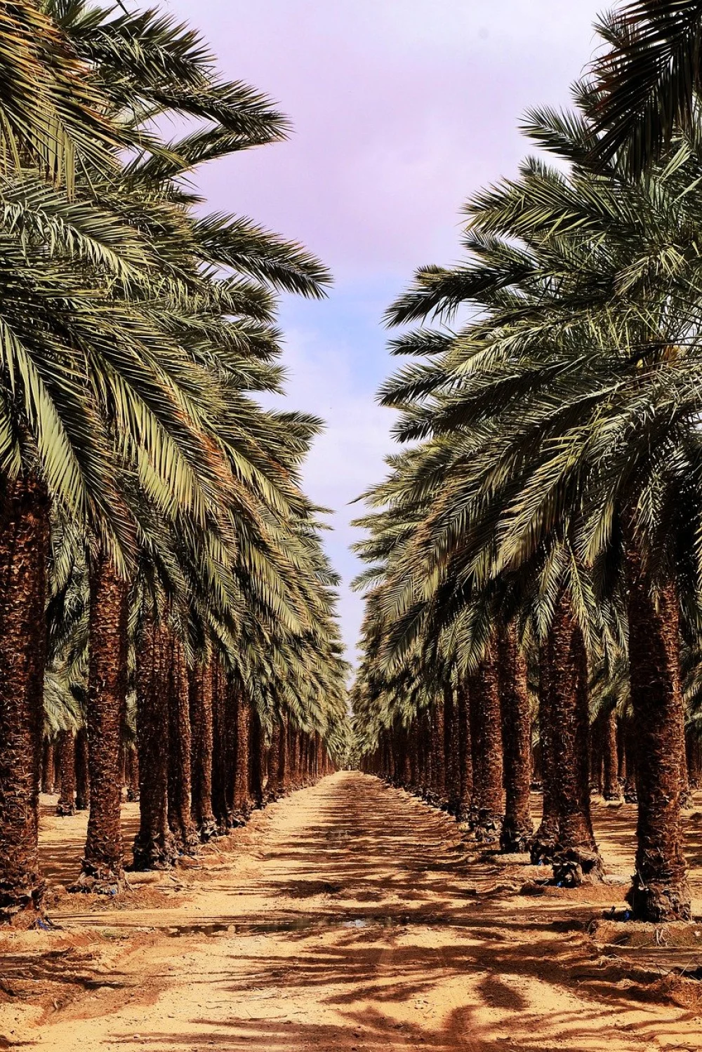 Trees in Israel planting site in Israel