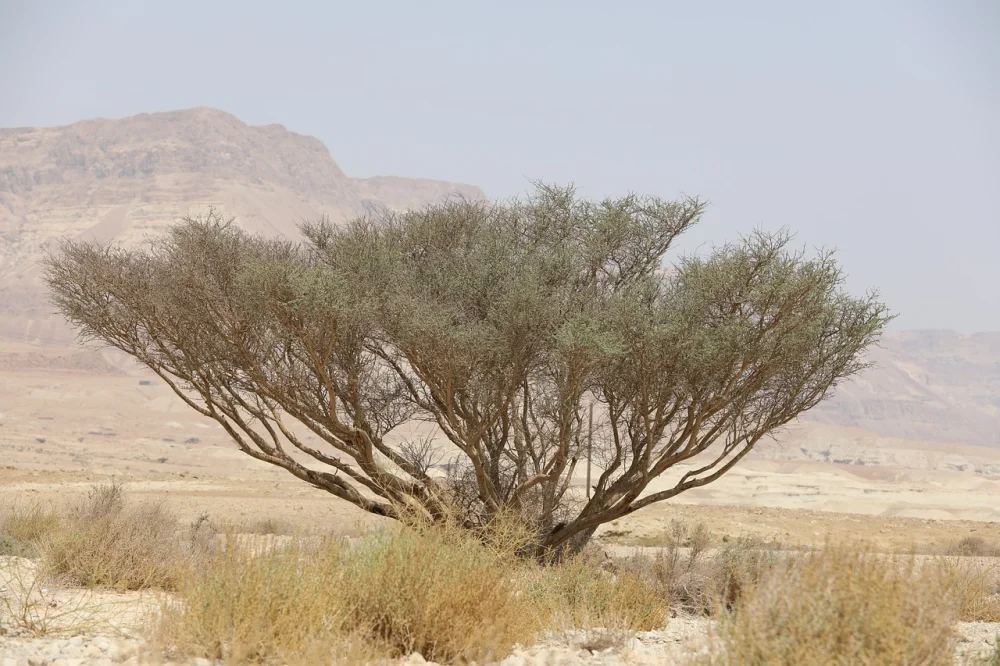 Tree planting with local farmers in Israel