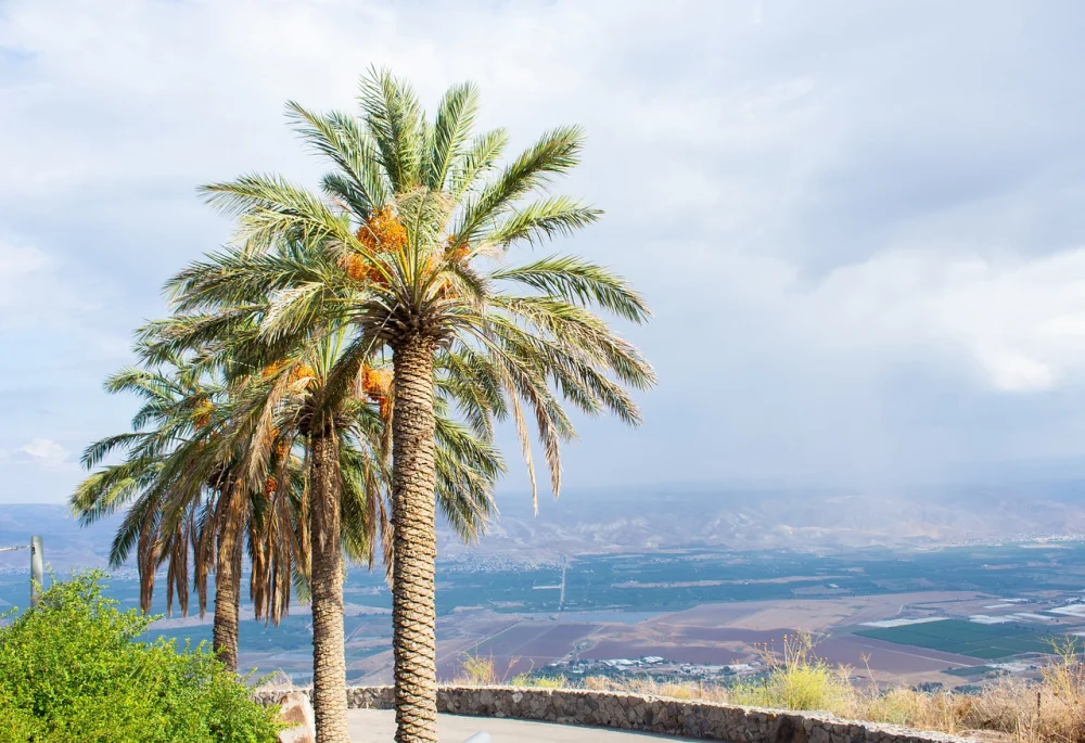Trees in Israel in Israel