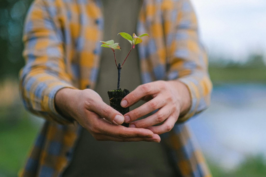 Restoration in USA, North Carolina planting site in United States of America